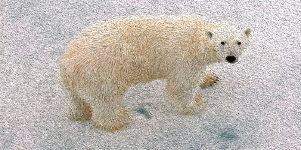 osos polares cola corta