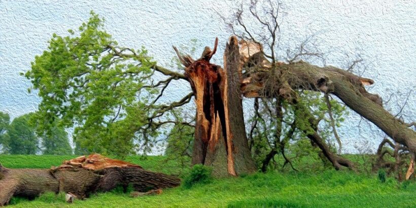 Si un árbol cae en el bosque, de Berkeley, con explicaciones