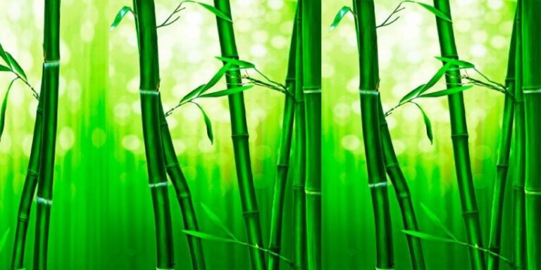 Cuento oriental para momentos de crisis existencial: el helecho y el bambú
