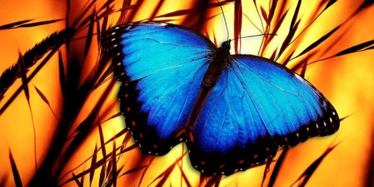 Cuento de La mariposa azul sobre la responsabilidad de nuestros actos