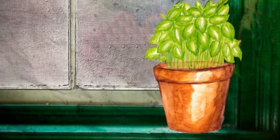 La maceta de albahaca, un cuento muy divertido para niños
